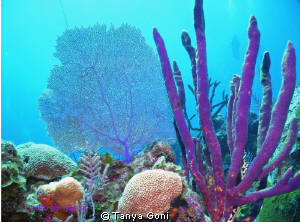Purple seafan and corals. 45-50'. diver in background by Tanya Goni 